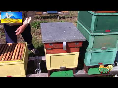 Видео: Продаю дослідну пасіку на рамку Рута