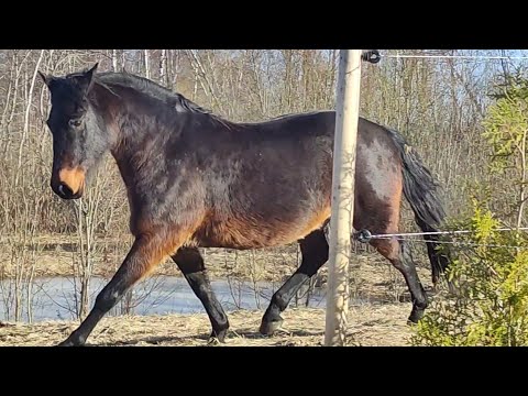 Видео: Not fat! He's baroque 🤌🏻🦄 Не жирный, а барочный 😁