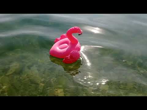 Видео: Шарлотка или плацинда? Море или выставка собак? Лучшие выходные!