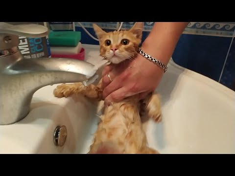Видео: Как помыть кота от блох правильно. Достойное поведение хорошего кота в процессе мытья