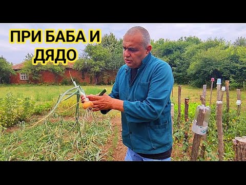 Видео: В зеленчуковата градина на баба и дядо. Крехки  сладки краставички,  вкусни дъхави малини и лук!