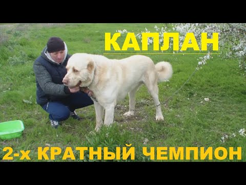 Видео: Каплан - Чемпион Калмыкии! Чемпион Шёлкового Пути!