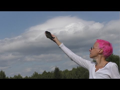 Видео: Массовый выпуск стрижей. Москва 07.08.2019 г.