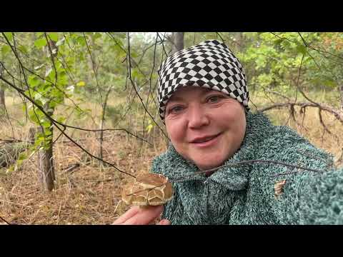 Видео: Лес сухой,а она выходит с полной корзиной грибов🍄‍🟫! Вот как это происходит,ей даже птицы помогают!