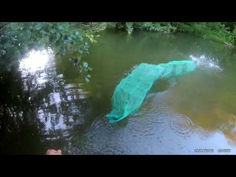 Видео: Ловлю рыбу на раколовку, вершу на речке...