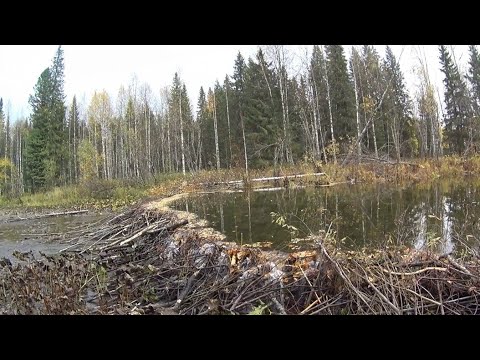 Видео: 80 дней в тайге. Пушной промысел. Видеодневник. Часть 3