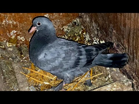 Видео: Как заучивать Молодых чтоб не садились по чужим Домам и Деревьям 19.04.23