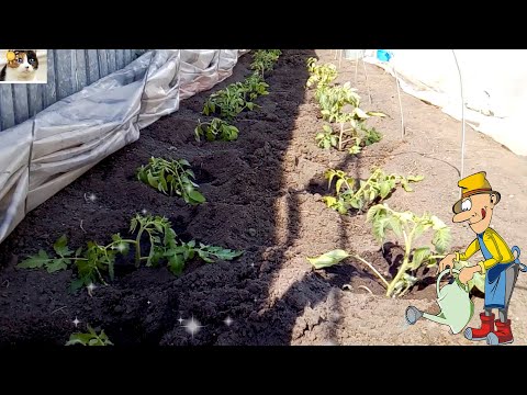 Видео: Как правильно посадить помидоры в открытый грунт