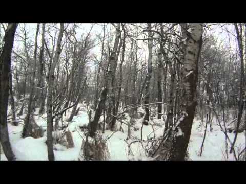 Видео: Охота на койотов в январе 2014. Канада.