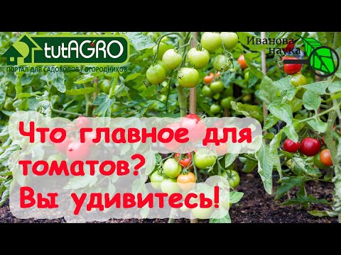 Видео: СЕКРЕТЫ УРОЖАЯ ТОМАТОВ: от А до Я. Как добиться большого урожая  без больших затрат средств и труда.