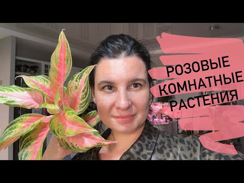 Видео: Розовые комнатные растения