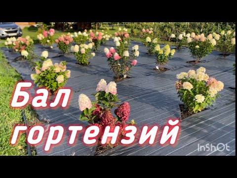 Видео: 🌺МЕТЕЛЬЧАЕ ГОРТЕНЗИИ цветение август 2025г