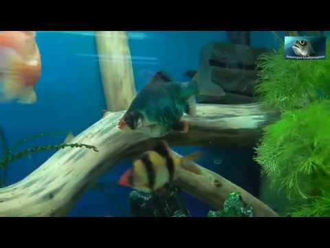 Видео: Нерест Барбуса.  Попытка № 1.