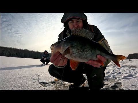 Видео: Ловля на Соложе трофейных окуней со льда.