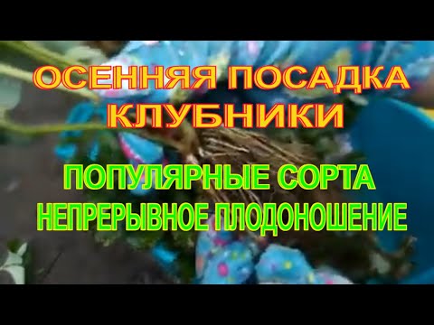 Видео: ОСЕННЯЯ ПОСАДКА КЛУБНИКИ. ЛУЧШИЕ СОРТА - НЕПРЕРЫВНОЕ ПЛОДОНОШЕНИЕ.