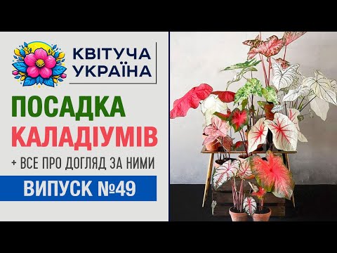 Видео: Каладіум посадка та догляд в домашніх умовах. Результати через тиждень. Кімнатні рослини.