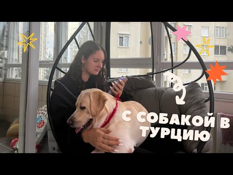 Видео: Переезд в Турцию на Машине с Собакой через Грузию: Отели, Документы, Пересечение Границы