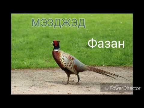 Видео: Названия птиц на кабардинском языке. Слайд-шоу из фото.