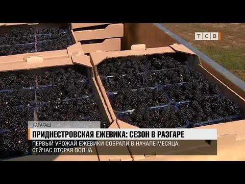 Видео: Приднестровская ежевика: сезон в разгаре