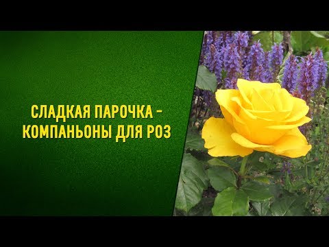 Видео: Лучшие компаньоны для роз. С какими цветами посадить розы.