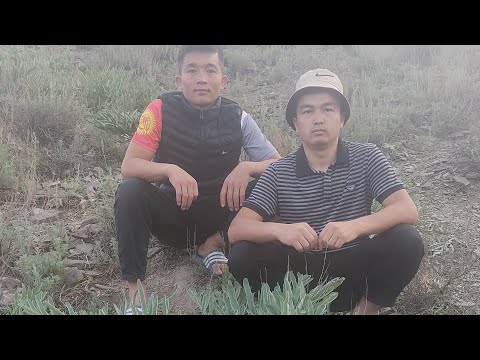 Видео: (ФЕРУЛЛА) (КАВРАК) ЧАИР ШИРЕСИН АЛУУ ЫКМАСЫ.