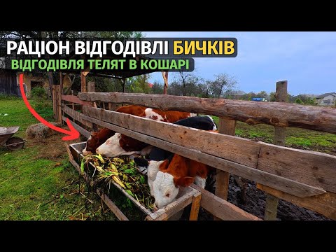 Видео: РАЦІОН ВІДГОДІВЛІ БИЧКІВ! Простий спосіб як можна утримувати телят.