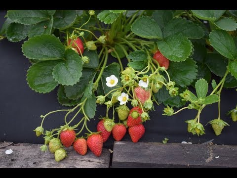 Видео: Как лечить фузариозное увядание клубники? Сохнет куст клубники,  почему?