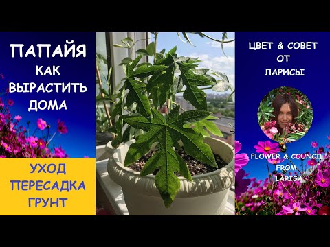 Видео: КАК ВЫРАСТИТЬ ПАПАЙЮ ДОМА ВИДЕО | Выращивание папайи в домашних условиях