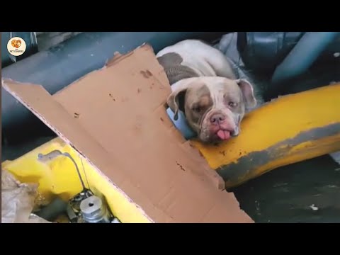 Видео: Оставленная после материнства, Питти плакала в тот момент, когда её обняли и полюбили