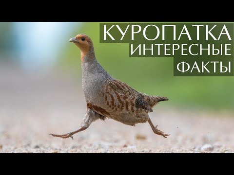 Видео: Куропатка - интересные факты