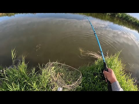 Видео: ПРИЕХАЛ НА РАЗВЕДКУ И ПОПАЛ НА КЛЁВ!!! САЗАНЫ И ОГРОМНЫЕ КАРАСИ НА БОЙЛЫ, МЕЧТА А НЕ РЫБАЛКА!!!