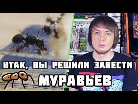 Видео: Итак, вы решили завести Муравьев