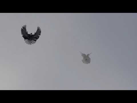 Видео: Голуби Гапонова Юрия. 0953680406