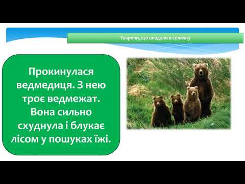 Видео: Я досліджую світ  2 клас Тварини навесні