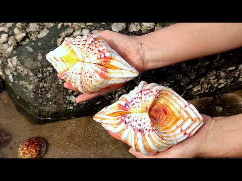 Видео: Никогда не видел такой жемчужины в хвосте феникса