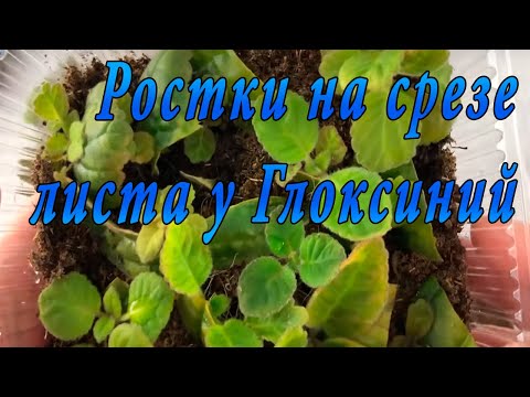 Видео: Ростки на срезе листа у глоксиний. Что делать?