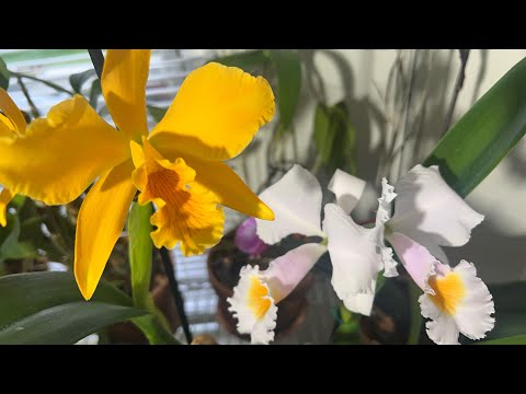 Видео: Про каттлею Шредера и ее гибрид. Cattleya shroederae. Blc. Kabbom. И про как вариант выгула собак :)