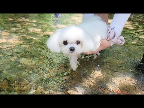 Видео: Он обманул щенка, притворяясь, что он тонет в глубокую воду