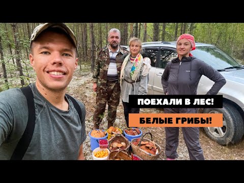 Видео: Поехали за грибами в деревне! Черевково, много белых грибов! Архангельская область.