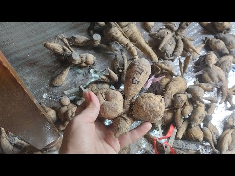 Видео: Как поделить георгины