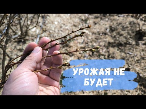 Видео: Боится ли голубика мороза?