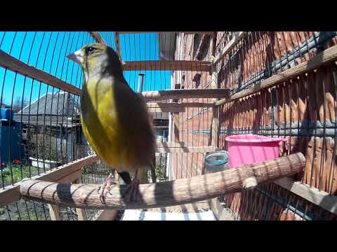 Видео: Пение Зеленушки. (Carduelis chloris) Голоса птиц Зеленушка. European greenfinch.