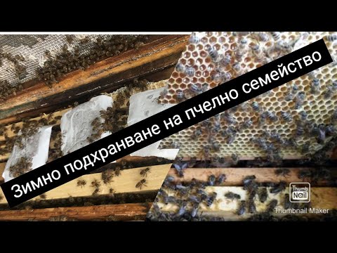 Видео: Зимно подхранване на пчели: Защо и как да използваме твърда храна за здрави семейства
