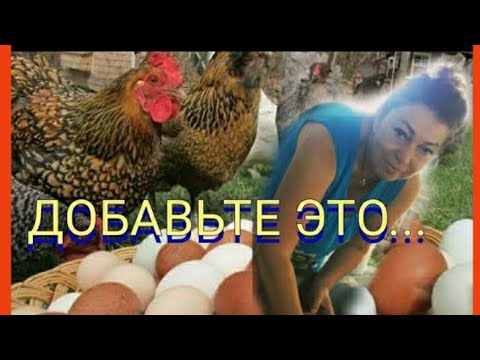 Видео: Копеечный Белок для Кур Несушек//Лысые Спины у Кур