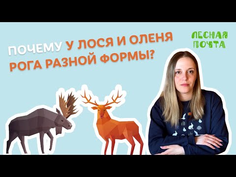 Видео: Почему у оленя и лося разные рога? Лесная почта Лапландского заповедника