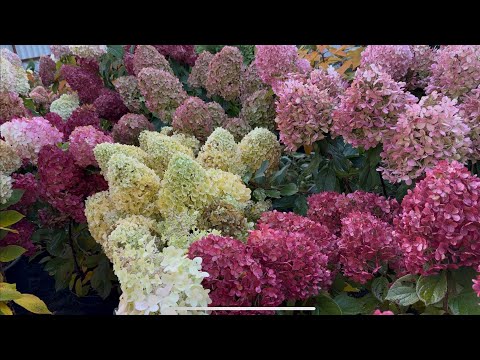 Видео: Обзор метельчатых гортензий 12 октября