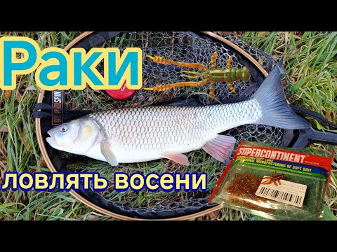 Видео: Раки ловлять восени