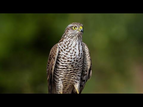 Видео: Кыргыйды нолдон баштадык буюрса колго уйротуп