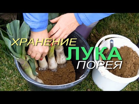 Видео: Несколько способов ХРАНЕНИЯ ЛУКА ПОРЕЯ на зиму! Советы от ЗЕЛЕНОГО ОГОРОДА!