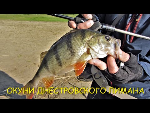 Видео: ОКУНИ ДНЕСТРОВСКОГО ЛИМАНА